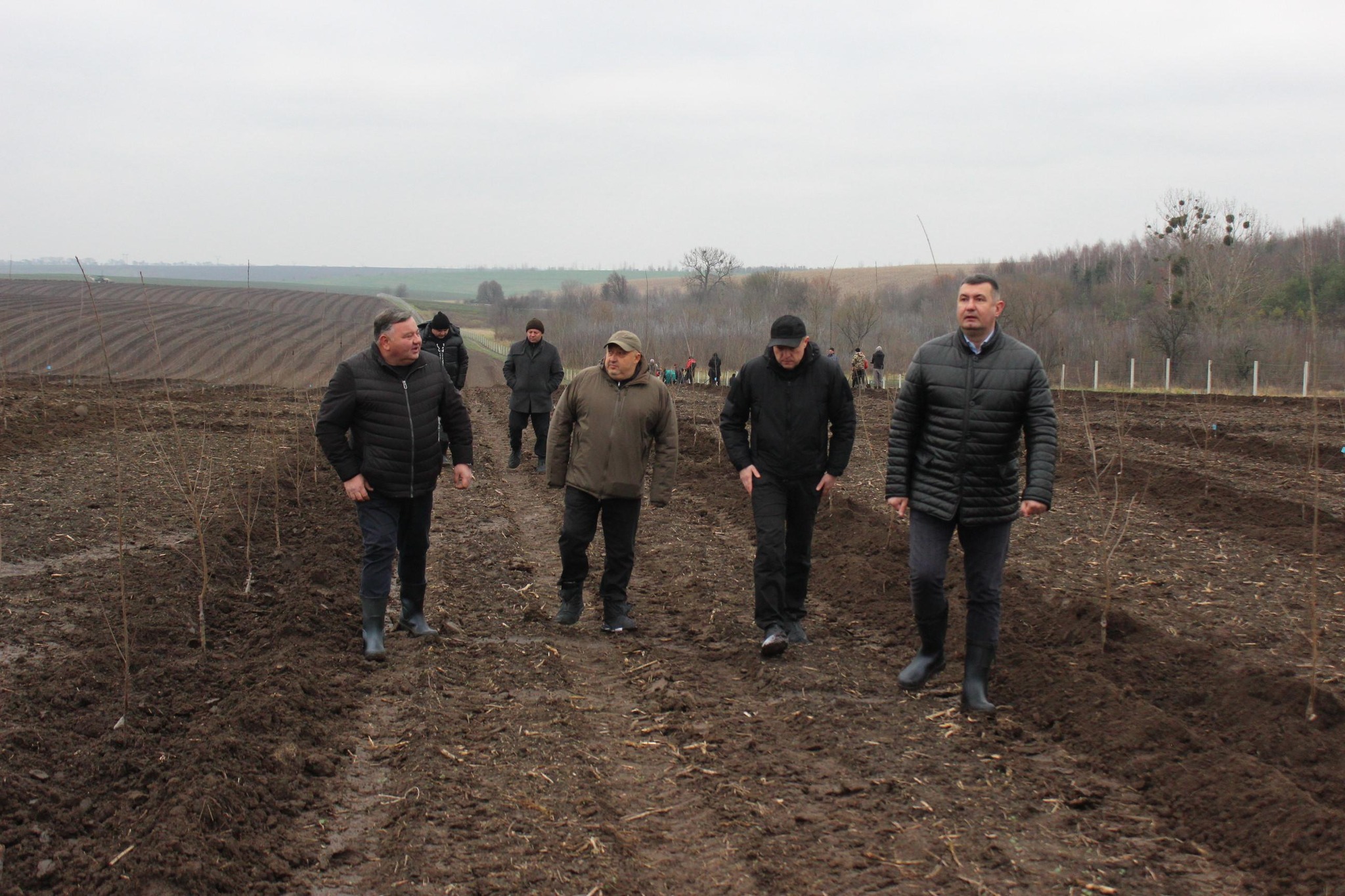 МАЙЖЕ 50 ГЕКТАРІВ ВИШНЕВОГО САДУ ЗАКЛАЛИ НА ГОРОХІВЩИНІ